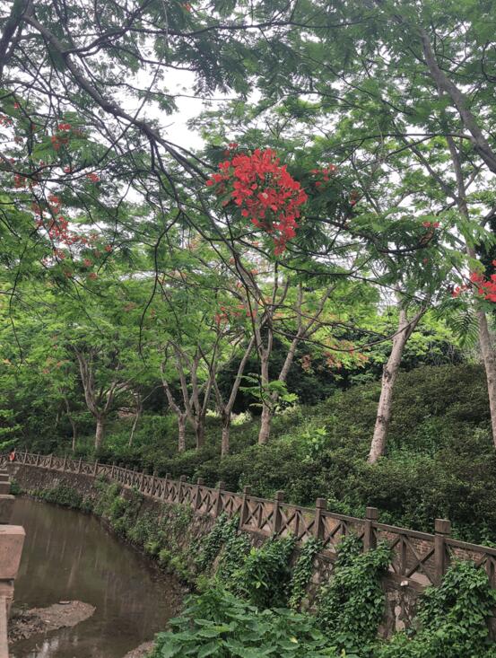 青山綠水 鳥語花香