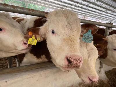 銀行養(yǎng)殖貸活體資產(chǎn)監(jiān)管平臺(tái)