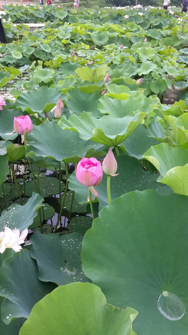 佛山金建業(yè)電動門、金長紅